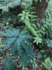 Paris polyphylla stenophylla