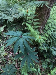 Paris polyphylla stenophylla