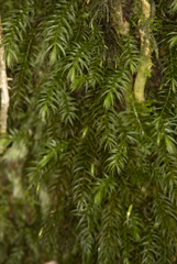 Pyrrhobryum paramattense