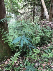 Paris polyphylla stenophylla