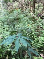 Paris polyphylla stenophylla