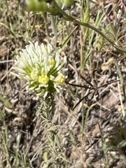 Castilleja densiflora