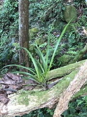 Cymbidium dayanum