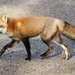 Eastern American Red Fox - Photo (c) Denis Doucet, some rights reserved (CC BY-NC), uploaded by Denis Doucet