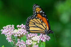 Danaus plexippus