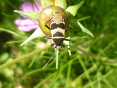 Largus fasciatus