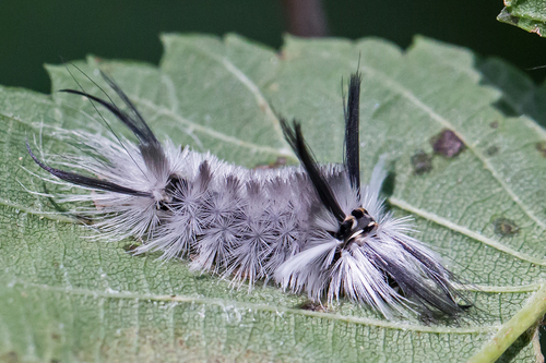 Banded Tussock Moth photo 4