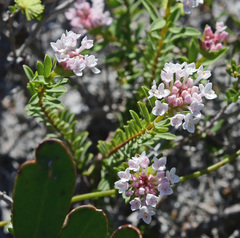 Pimelea ferruginea