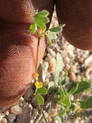 Acmispon micranthus