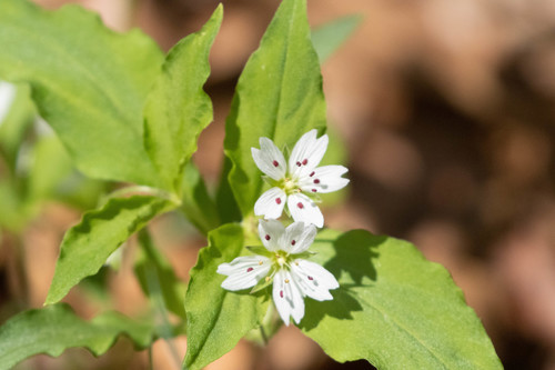 Heterophylly false-starwort (Pseudostellaria heterophylla)