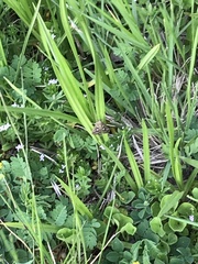 Diastictis