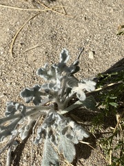 Baileya pleniradiata