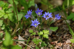 Gentiana zollingeri