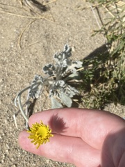 Baileya pleniradiata