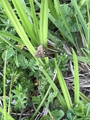 Diastictis