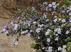 Leptospermum sericeum