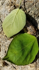 Broussonetia papyrifera