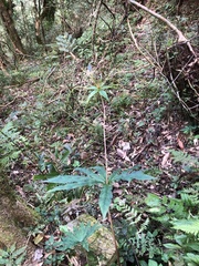 Paris polyphylla stenophylla