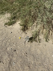 Baileya pleniradiata