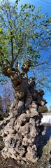 Broussonetia papyrifera