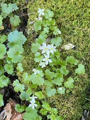 Kumlienia hystricula