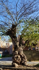 Broussonetia papyrifera