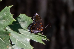 Limenitis arthemis astyanax