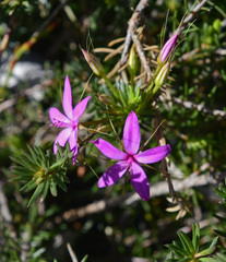 Calytrix decandra