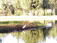 Ardea alba