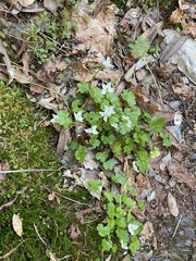 Kumlienia hystricula