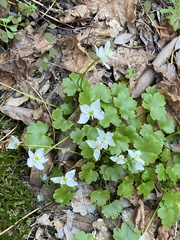 Kumlienia hystricula