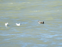 Leucophaeus scoresbii