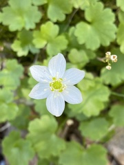 Kumlienia hystricula