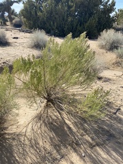 Baccharis sergiloides