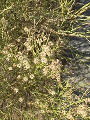 Baccharis sergiloides