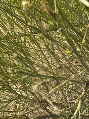 Baccharis sergiloides