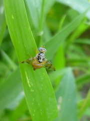 Ceratitis capitata