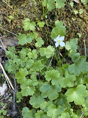 Kumlienia hystricula