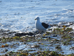 Larus dominicanus