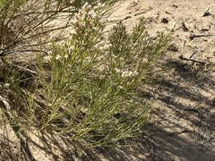 Baccharis sergiloides