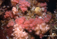 Alcyonium
