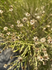 Baccharis sergiloides