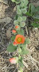 Sphaeralcea lindheimeri