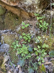 Kumlienia hystricula