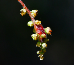 Callirhytis congregata