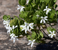 Anthocercis viscosa caudata