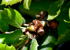 Callirhytis carmelensis