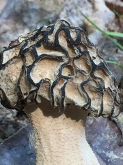 Morchella populiphila