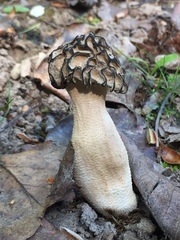 Morchella populiphila
