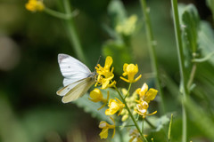 Pieris rapae